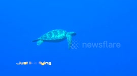Relaxed Turtles