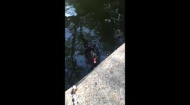 Swan attack, Ziggy, the famous black swan of Dallas