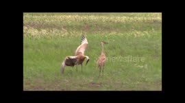 Sandhill cranes mating dance