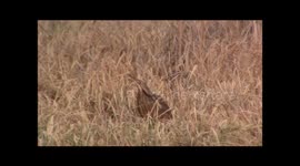 Amerian bittern calling close up