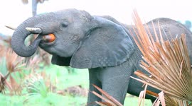 DSLR Elephant uses foot/ trunk to eat a coconut