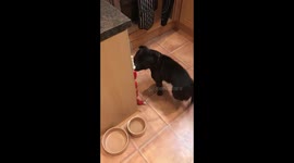 Staffordshire Bull Terrier George gets his own celery from the fridge!