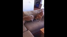 OLD JACK RUSSELL V PUGX TUG OF WAR