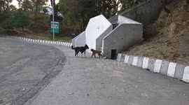 Dog n monkey fight...who will win....