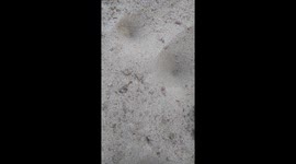 Startling moment an ant lion ambushes and drags ant under the sand