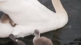 Cygnets Get A Ride