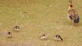 Cute Ducklings Feeding