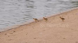 Gosling Snuggle Up To Their Mum
