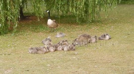 Huge Brood Of Canadian Geese Goslings