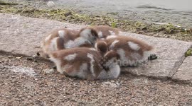 Sleeping Goslings Ignore Japanese tourists