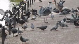 Bird Scrum In St James Park