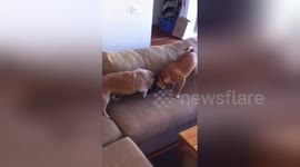 Newsflare Edit - OLD JACK RUSSELL V PUGX TUG OF WAR
