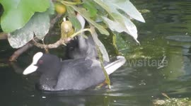Coot Chick Feeding