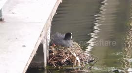 Adorable Footage Showing A Very Young Coot Chick Been Fed