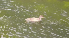 Duckling Practices Its Diving Skills