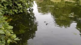 Older Coot Chicks Feeding
