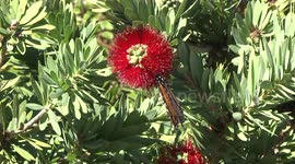 A beautiful Wanderer (or Monarch) Butterfly feeding on a Bottlebrush