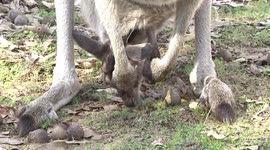 Look at the lazy Grey Kangaroo Joey eating from its mother's pouch