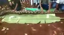 Woman eaten alive by PYTHON in Indonesia