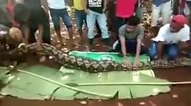 Graphic video shows missing woman inside python's stomach