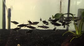 Exotic Fish Tank Aquarium Montage