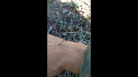 Нимфа Empusa pennicornis.