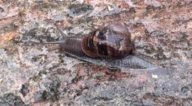 the British Garden Snail