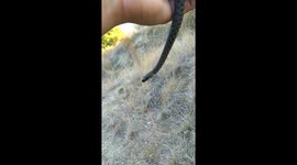 Natrix tessellata