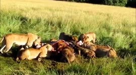 Hyaenas and lions feed together