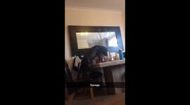 Naughty dog looking for food!
