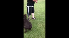 When you really want the ball!