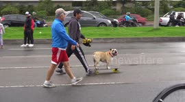 Dog takes to the road on a skateboard in Bogota, Colombia