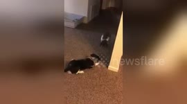 Newsflare Edit - Puppy meets rabbit