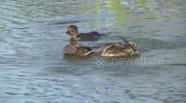 Australia’s weirdest waterbird – a male Musk Duck displaying to a female