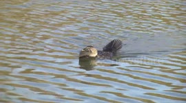 Australia’s weirdest waterbird – a male Musk Duck swimming