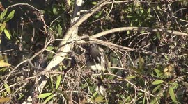 A stunning New Holland Honeyeater preening