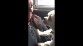 Adopted dog has a strange but funny way to ask for affection