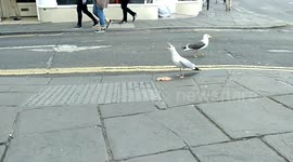 Seagull swallowing a big chicken breast fillet