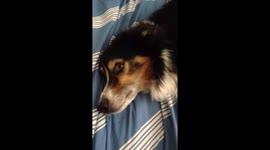 Cute dog plays in bed