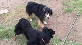 Cute Dog says hello to owners on vacation