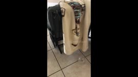 Yorkie playing with Hamsters