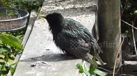 Starling bird doing Yoga!