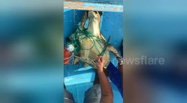 Fishermen rescue sea turtle entangled in net off Ecuador coast
