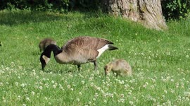 Goose and Goslings Eating