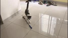 Funny - Kitty playing with wand