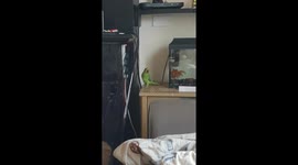 Parakeet wants to eat my fish