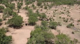 Drone footage captures wildlife frolicking in green pastures of Kenya's world-famous Masai Mara reserve