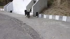 Cheeky dog tries to pick a fight with wild monkey