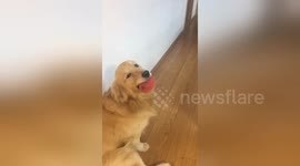 Woman has hilarious stand-off with dog sabotaging fetch game