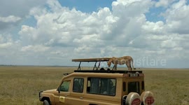 Bold cheetah jumps on jeep's roof in the Serengeti